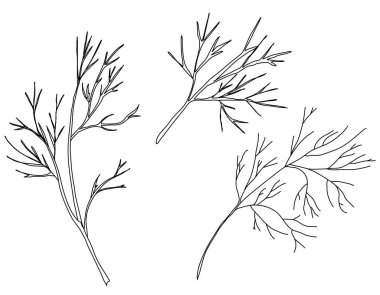 Beyaz arka plan üzerinde izole dereotu kümesi. Elle çizilmiş vektör çizim, eskiz. Tasarım öğeleri.