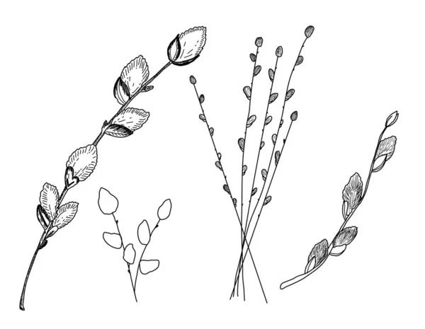 Пушистые ивовые ветви. Рисунок — стоковый вектор
