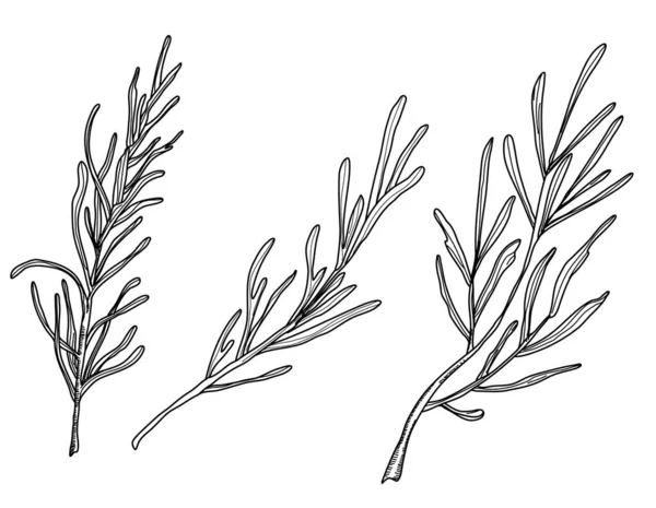 Ensemble de romarin isolé sur fond blanc, collection d'herbes culinaires — Image vectorielle