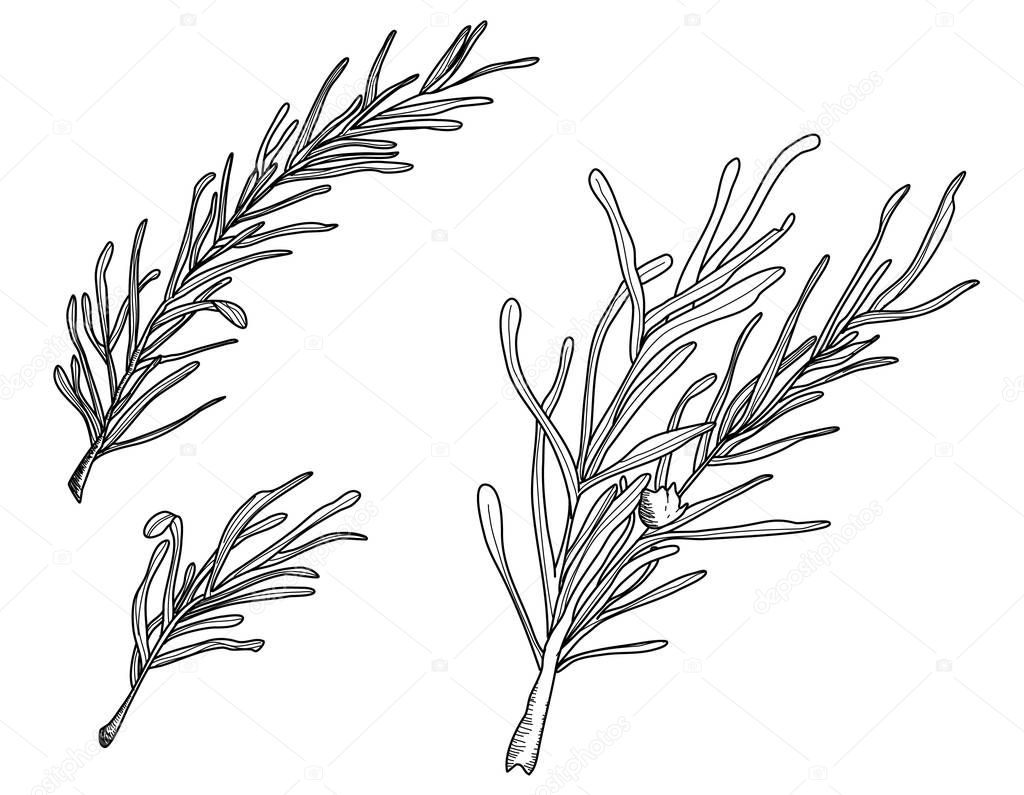 Rosemary set isolated on white background, culinary herb collection