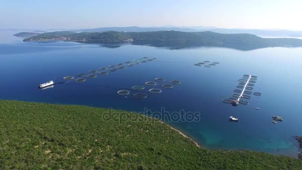 Piscifactoría en el mar dálmata — Vídeos de Stock