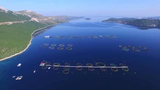 Piscifactoría en el mar dálmata — Vídeo de stock