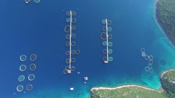 크로아티아에서 바다 물고기 농장 — 비디오