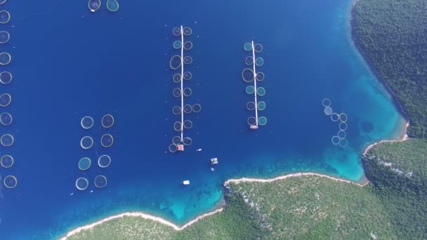 Viskwekerij van de zee in Kroatië — Stockvideo