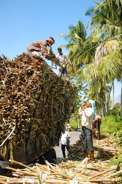 Travailleurs chargeant des branches de canne à sucre sur tracteur . — Photo