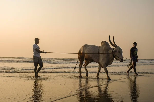 Dos hombres caminando vaca en la playa de arena al atardecer — Foto de Stock