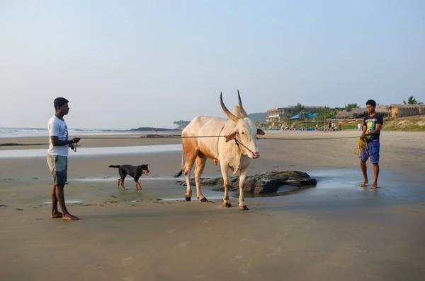 Dois homens andando vaca na praia de areia ao pôr do sol — Fotografia de Stock