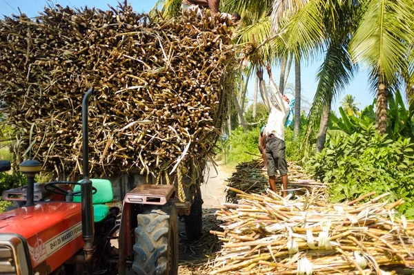 Travailleurs chargeant des branches de canne à sucre sur tracteur . — Photo