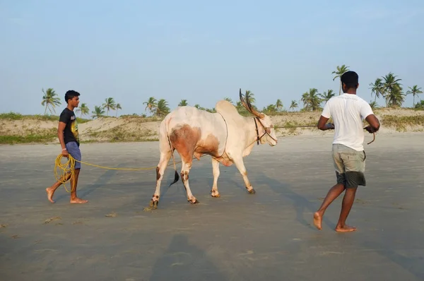 Dos hombres caminando vaca en la playa de arena al atardecer —  Fotos de Stock