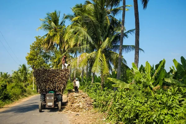 Workers loading sugarcane branches on tractor. — Stock Photo, Image