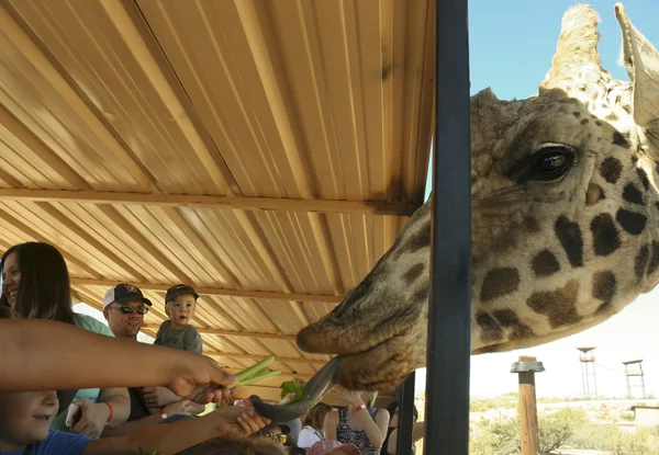 Une girafe prend du céleri de la main d'un garçon — Photo