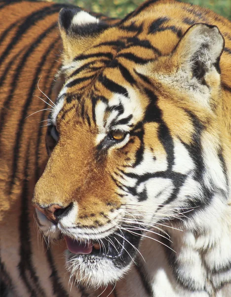 Un retrato de un tigre de Bengala en el bosque — Foto de Stock