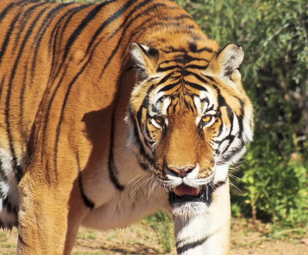 Um retrato de um tigre de bengala na floresta — Fotografia de Stock