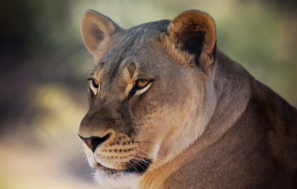 Een portret van een Afrikaanse leeuw vrouwelijke — Stockfoto