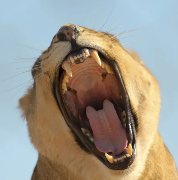 Een portret van een Afrikaanse leeuw vrouwelijke Roaring — Stockfoto