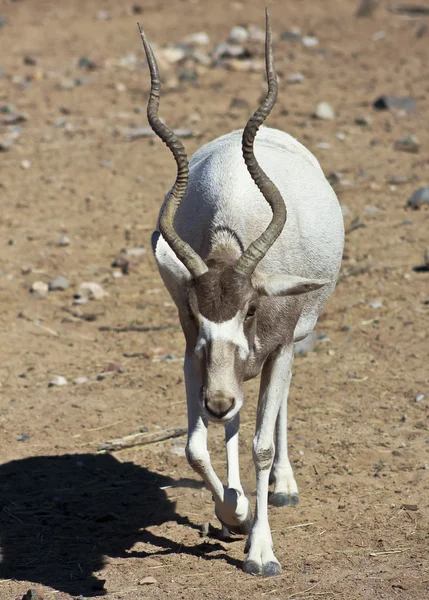 Bir Addax nasomaculatus, beyaz, veya Screwhorn, antilop — Stok fotoğraf