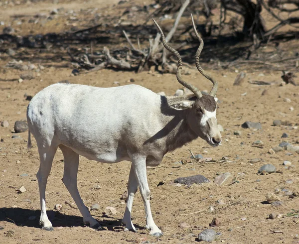 Addax nasomaculatus, the White, or Screwhorn, Antelope — стоковое фото