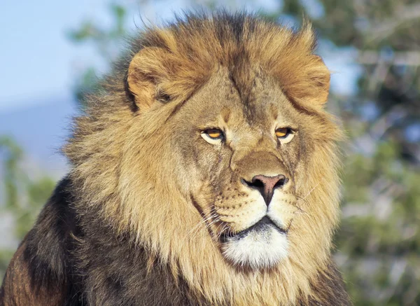 Een portret van een Afrikaanse leeuw man — Stockfoto