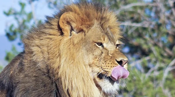 Een portret van een Afrikaanse leeuw man — Stockfoto