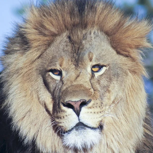 A Portrait of an African Lion Male — Stock Photo, Image