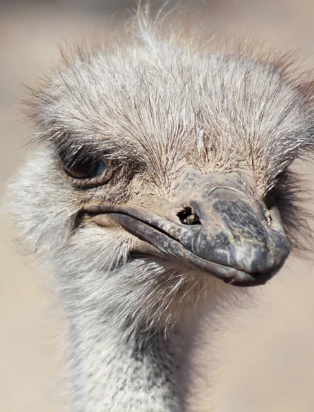 Um retrato de perto de uma avestruz — Fotografia de Stock