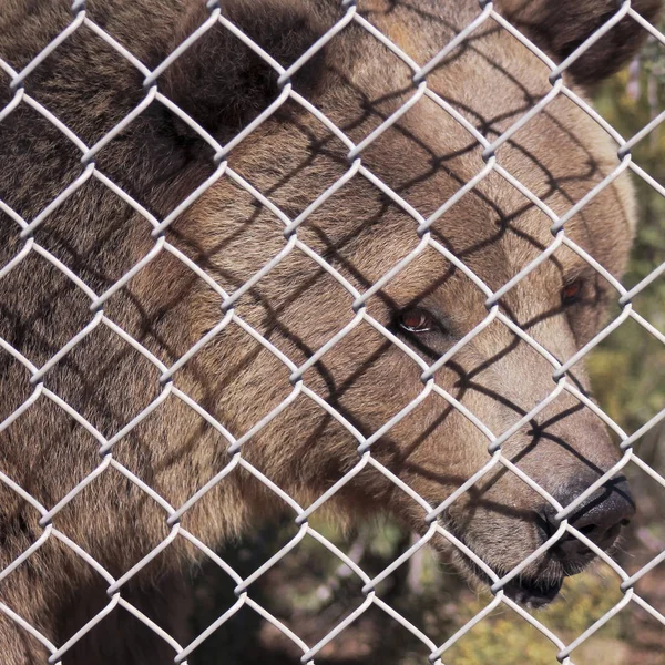 Un oso pardo en una jaula del zoológico — Foto de Stock