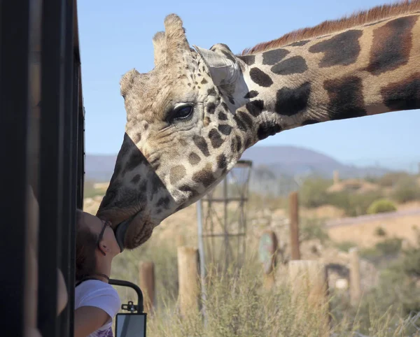 Eine Giraffe gibt einem Mädchen einen großen nassen Kuss — Stockfoto