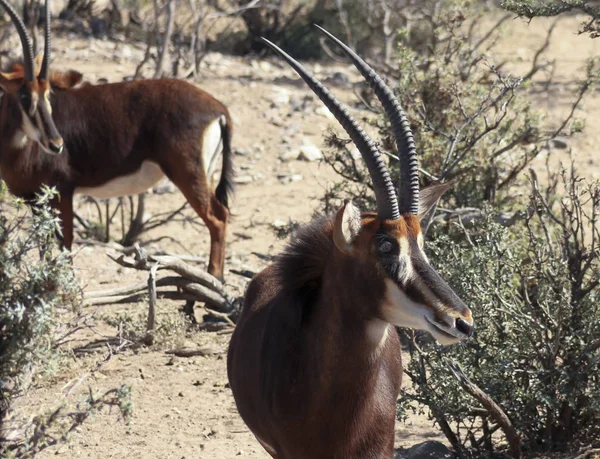 Une paire d'antilopes de sable dans le Bush — Photo