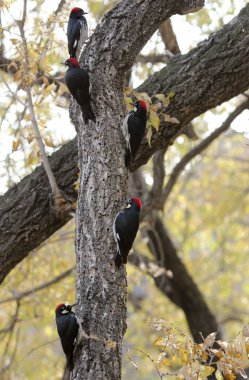 A Group of Acorn Woodpeckers in a Tree clipart