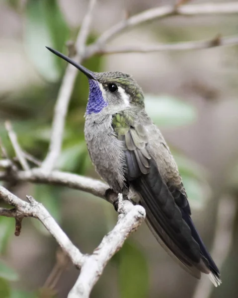 在一个分支上的男性蓝喉蜂鸟 — 图库照片