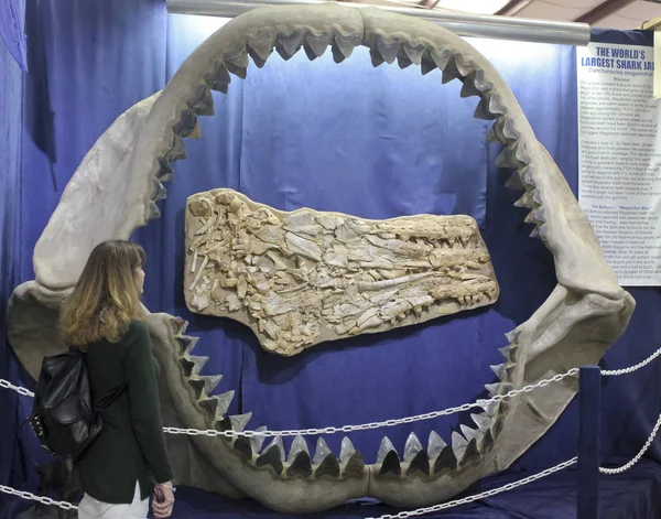 女性がホホジロザメ メガロドンの顎を見つめる — ストック写真