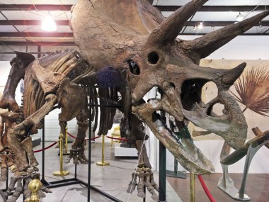 Bir Triceratops iskelet Geodecor fosiller ve mineraller
