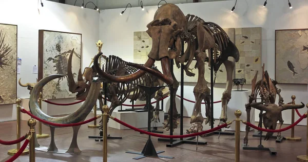 A Mammoth Skeleton at GeoDecor Fossils & Minerals — Stock Photo, Image