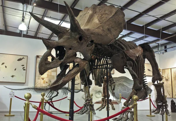 Ein Triceratops-Skelett bei Geodecor Fossilien & Mineralien — Stockfoto