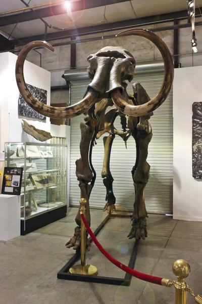 Um esqueleto de mamute no GeoDecor Fósseis e Minerais — Fotografia de Stock