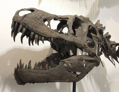 Bir T-Rex kafatasına Geodecor fosiller ve mineraller