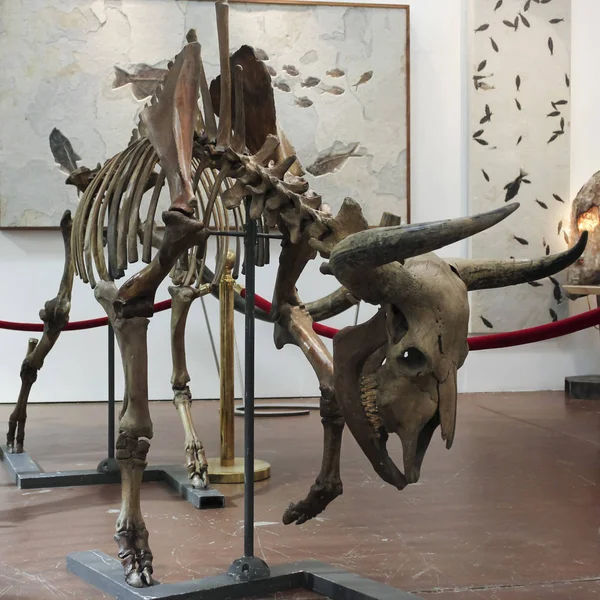 Prehistorické Bison Skeleton na Geodecor zkameněliny & minerály — Stock fotografie