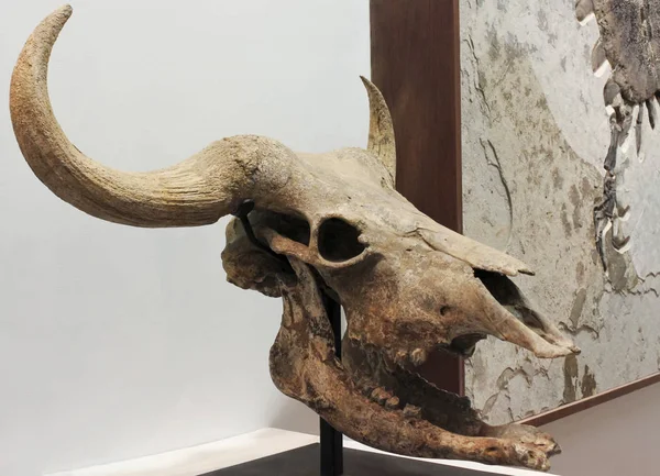 A Prehistoric Bison Skull at GeoDecor Fossils & Minerals — Stock Photo, Image