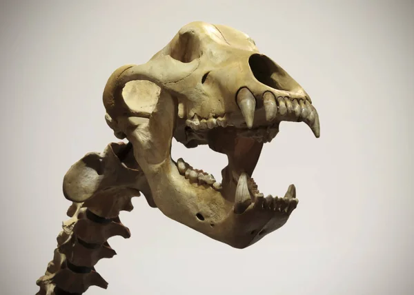 A Cave Bear Neck and Skull, Ursus spelaeus — Stock Photo, Image