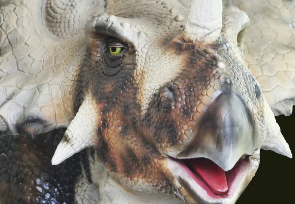 Un retrato del rostro de un dinosaurio ceratópsido —  Fotos de Stock