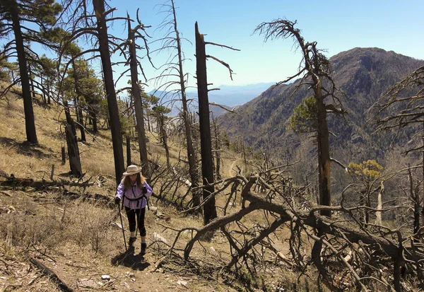 Eine Wanderin bahnt sich ihren Weg durch die Waldbrandzerstörung — Stockfoto