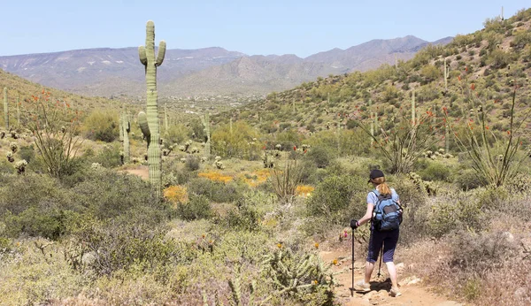 Женщина, идущая по тропе Джона Трейла, Аризона — стоковое фото