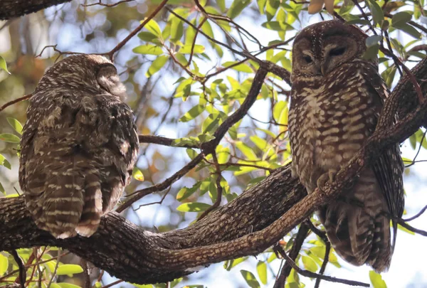 A Breeding Pair of Mexican Spotted Owls — Stock Photo, Image