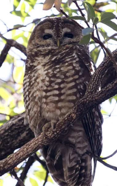 A Mexican Spotted Owl on its Roost — Stock Photo, Image