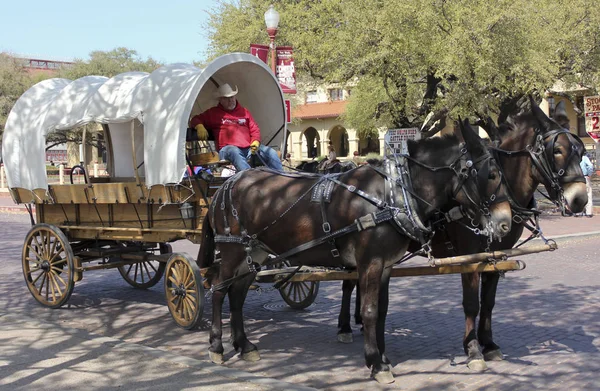 En täckt vagn, Mule Team och förare — Stockfoto