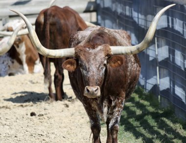 A Portrait of a Texas Longhorn Steer clipart