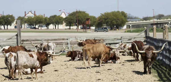 Un rebaño de ganado Longhorn de Texas, Fort Worth Stockyards — Foto de Stock