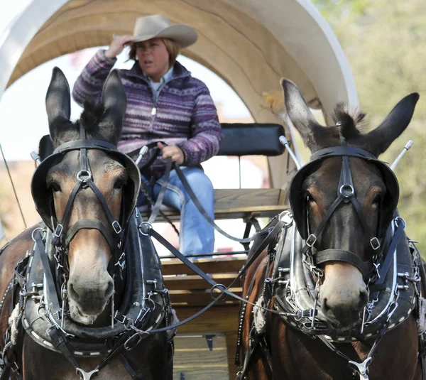 Крытый фургон, команда мулов и водитель — стоковое фото