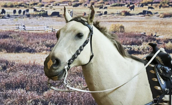 A Portrait of Buttermilk, Happy Trails Tour — Stock Photo, Image