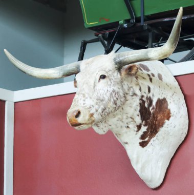 Bir monte Longhorn kafa Texas kovboy Hall of Fame